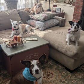 Darla - Buddy - Tiny - Millie