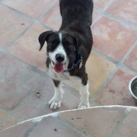 Chuy