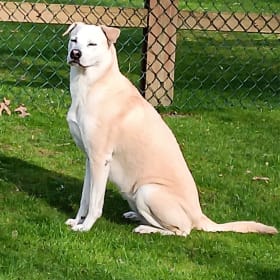 Phoebe