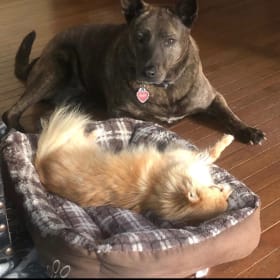 Riley and Pompom