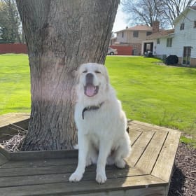 Beau bear