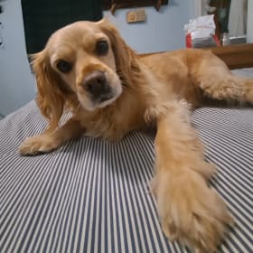 Dexter
