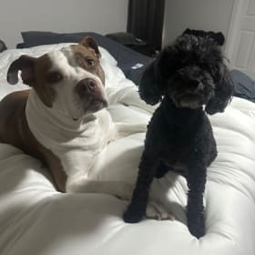Roxy-Zoey
