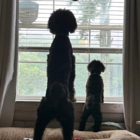 PAXTON and ZOE
