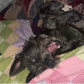 Nova