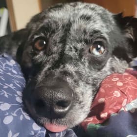 Cooper
