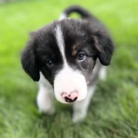 Arlo