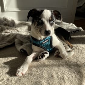 Bindi