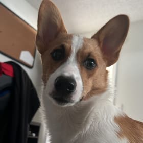 Winston