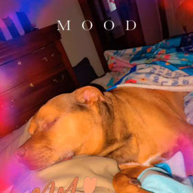 Remi dog