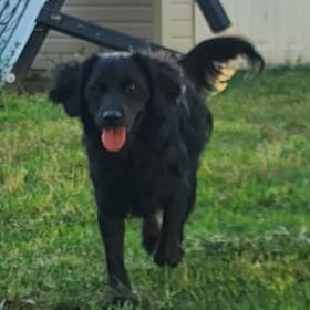 Tuzik