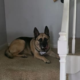 Sarge