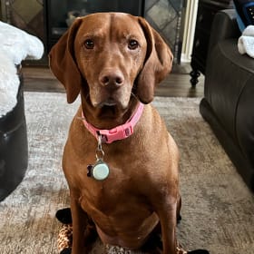 Tasha