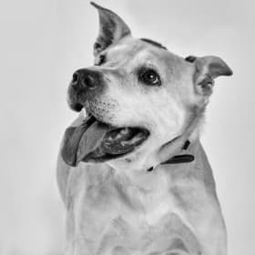 Cooper