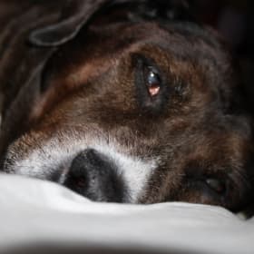 Bella
