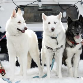 Phoebe Nanuq and Uki