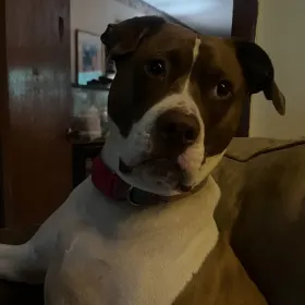 Chunk
