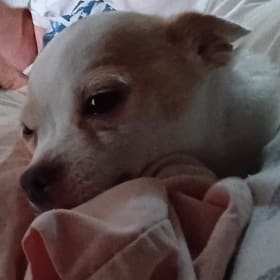 Sammy