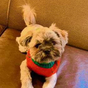 Snoopy