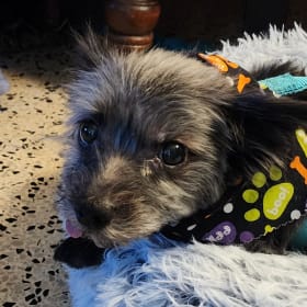 Lucas aka Puckerbutt