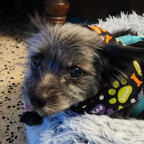 Lucas aka Puckerbutt