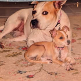 Lattae and Ginger
