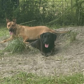 Toffee and Arya
