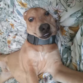 Wally