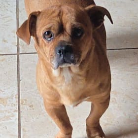 Bowie