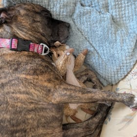Raja