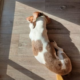 Sunny