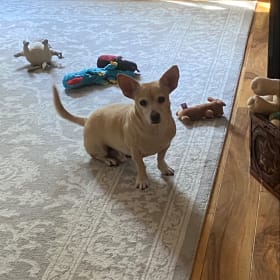 Sammy