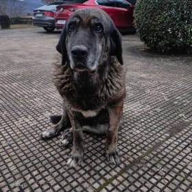 Perrita