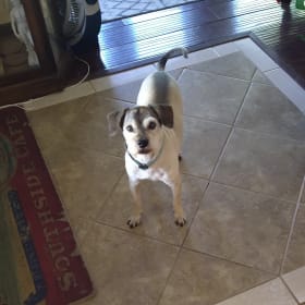 Amos