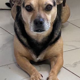 Peanut Pupper