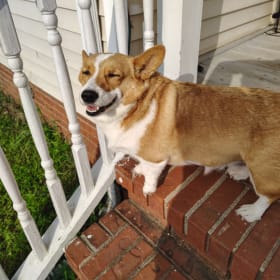 Dixie