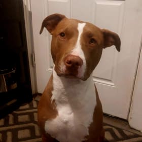 Luca