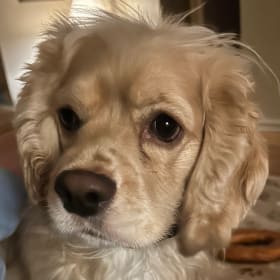 Cooper