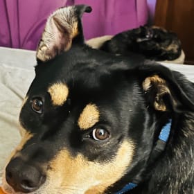 Baxter