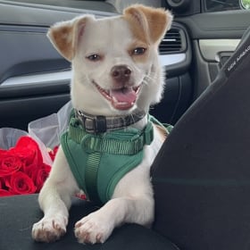 Loki
