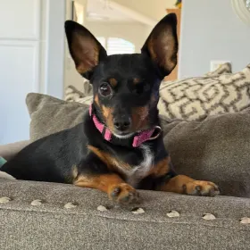 Rebel