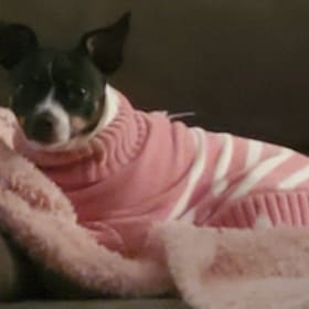 Callie
