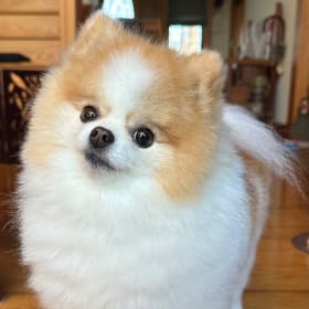 Daisy