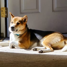 Yoshi