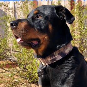 Tucker