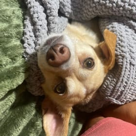 BB Biscuit
