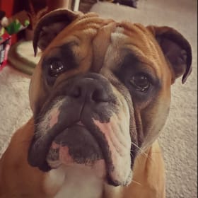 Odin - The Potato