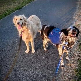 Ginger and Chevy