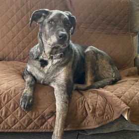 Ozzy sweetest Black Lab Australian Cattle Dog