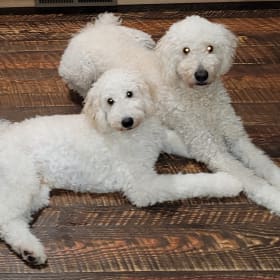 Maverick and Hollie